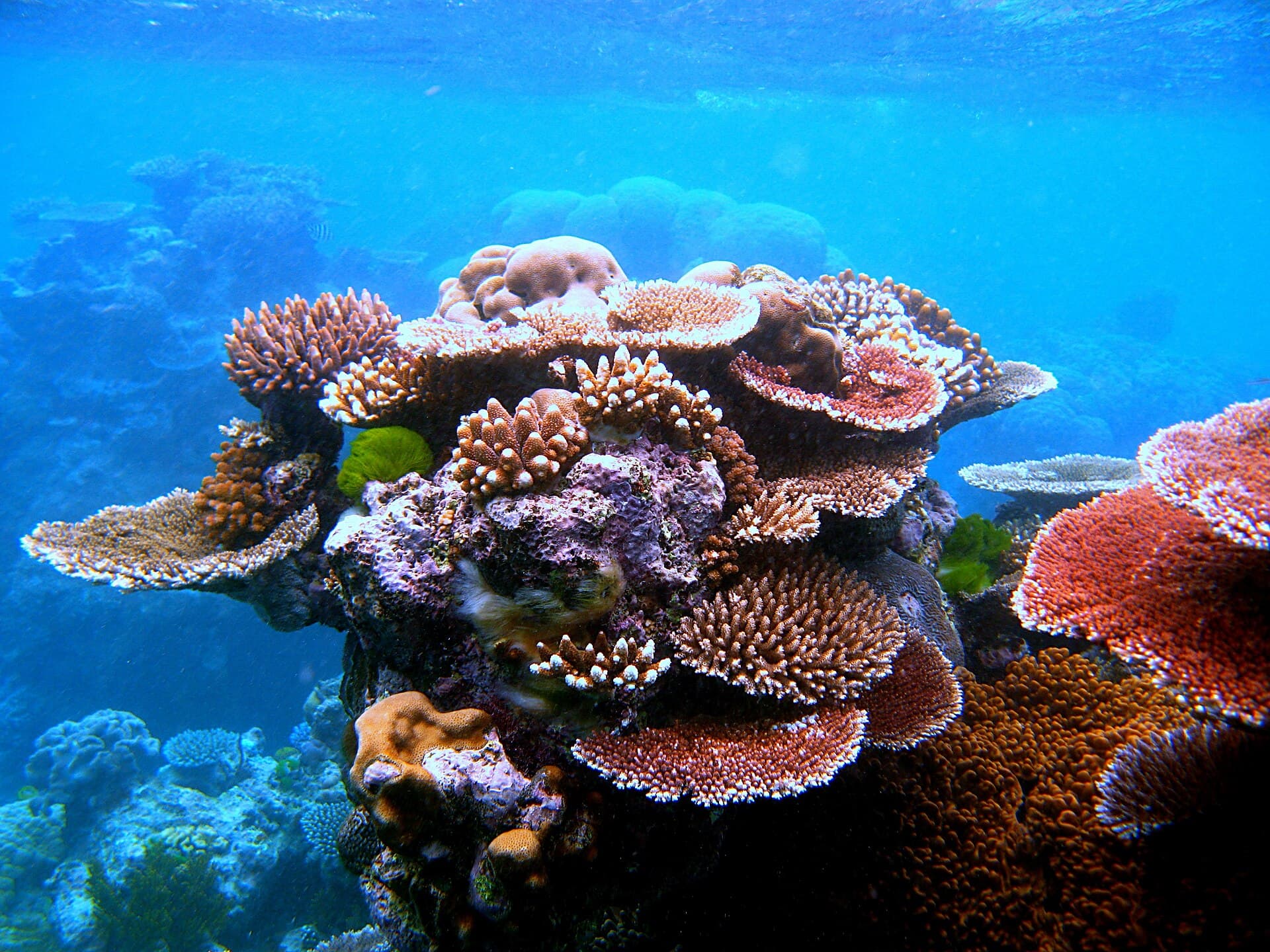 Coral and clear water on the Great Barrier Reef, Queensland